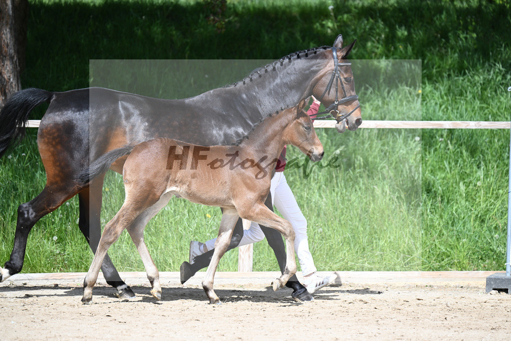 Adzaro de L Abbaye B x Cornet Obolensky_HF_Berger_11240286 | hf-fotografie - Realisiert mit Pictrs.com