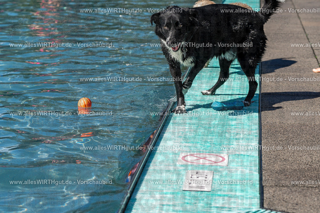 Hundeschwimmen_Volksbad_2026-allesWIRTHgut_Tierfotografie-2609061243-FAY06543 | Professionelle Tierfotografie in Mönchengladbach von Daniel Wirth (allesWIRTHgut). Liebevolle & natürliche Bilder von Hunden & Katzen für unvergessliche Erinnerungen.