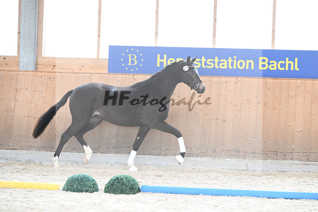 Kat-Nr. 79 nn v. Freiherr v. Stein_Wezel_7241264 | hf-fotografie - Realisiert mit Pictrs.com