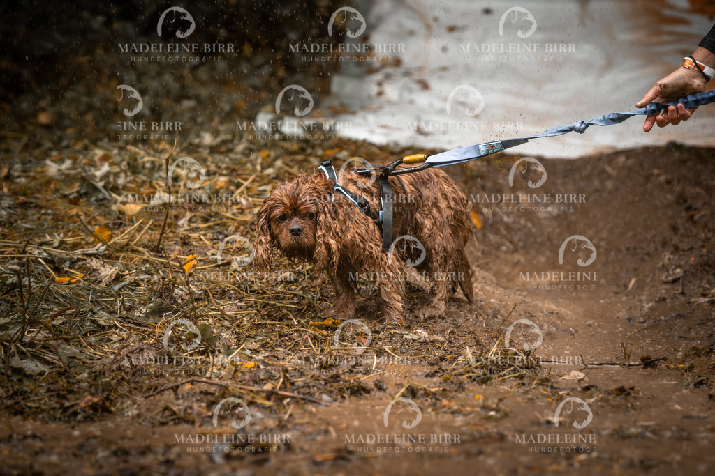 madeleinebirr-fotografie2025.campcanis.sa.10-11Uhr-334 | hundefotografie-birr