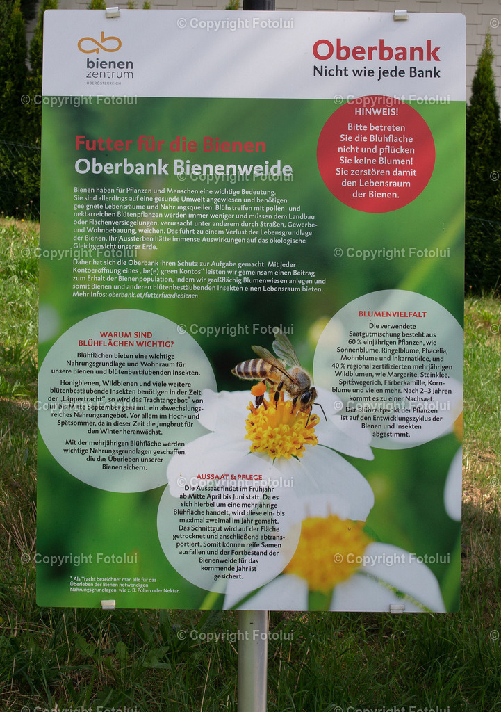 OBERBANKBIENENWIESE_260822_01 | bilder, linz, photo, foto, fussball, sport, fotolui, bundesliga