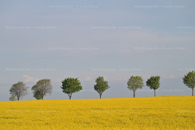 DSC_7726 | Naturfotografie Frauke Gläser - Realisiert mit Pictrs.com