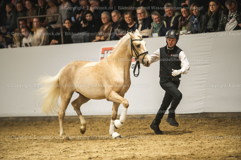 20240302_Hengstvorstellung_Marbach_TOMsPiC_0871 | equistock