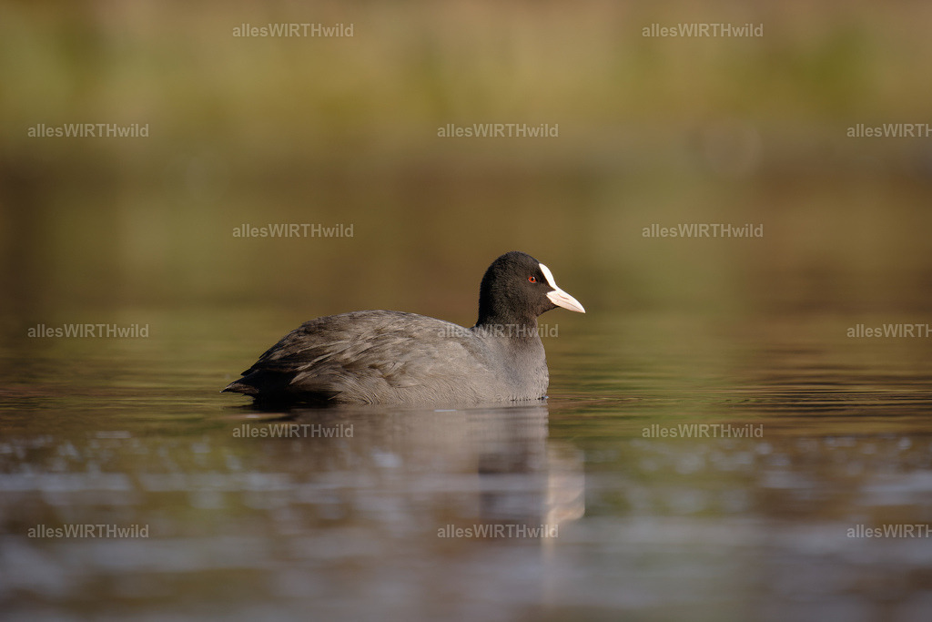 Daniel Wirth - www.allesWIRTHwild.de -20210131-_AWG1103-DNG_DxO | Entdecke die faszinierende Welt der Natur- und Wildlife-Fotografie von Daniel und Bärbel. Inspirierende Bilder von wilden Tieren und kleinen Naturwundern.