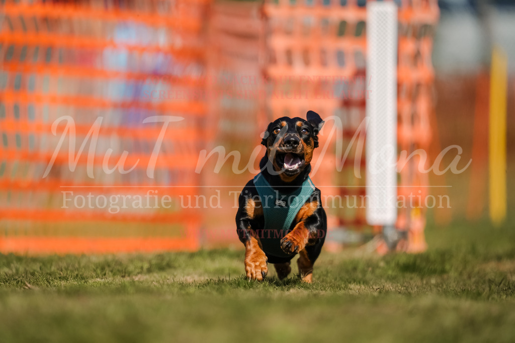 20250928_Hunderennen-631 | MuT (Mensch und Tier) mit Mona - Fotografie und Tierkommunikation - Realisiert mit Pictrs.com
