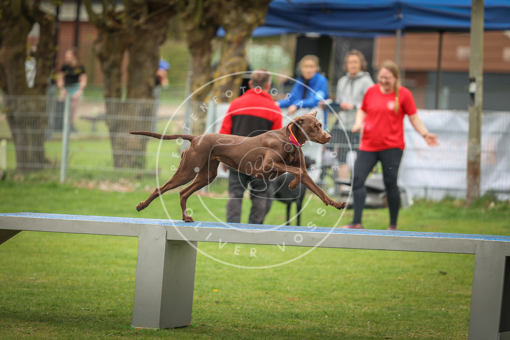 Pfotenfotografie_0L8A1948 | Hundefotografie, Tierfotograf, Pfotenfotografie, Fotoshooting Hund, Hunde Portrait, Hundesport, Hundeportraits, Heideshooting, Hunde, Sportfotograf, Hundefotograf, Turnierhundsport, THS,  - Realisiert mit Pictrs.com