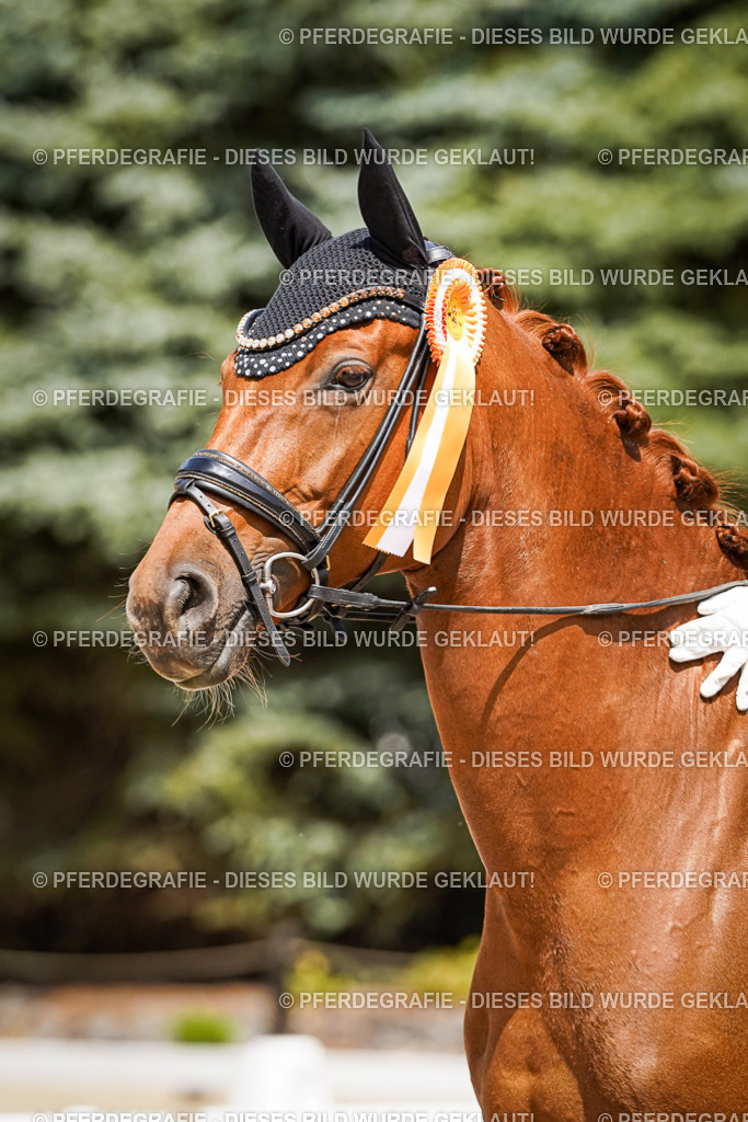 DSC01750 | Pferdegrafie