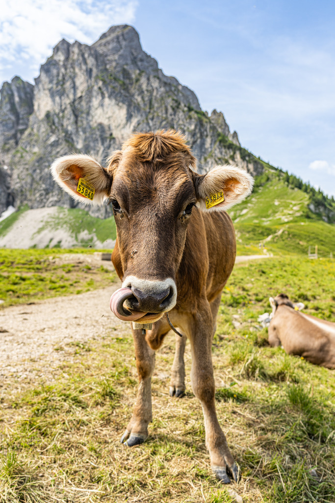 Wandbild lustige Kuh | Michael Helmer - Allgäu Bilder auf Leinwand bestellen