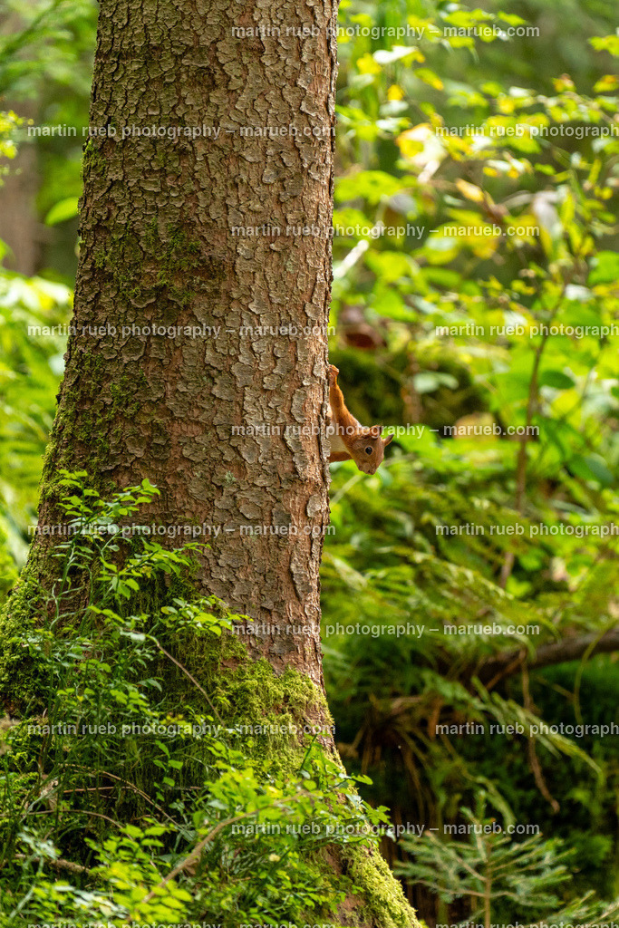 Upside down | Squirrel in it's natural habitat - Realisiert mit Pictrs.com