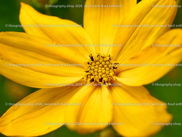 titusgraphy_P7092874-vz-ln | titusgraphy-shop: Geschenkideen mit Qualitätsfotos. titusgraphy-shop: gift ideas with quality photos. titusgraphy-shop: idées cadeaux avec photos de qualité.  - Realisiert mit Pictrs.com