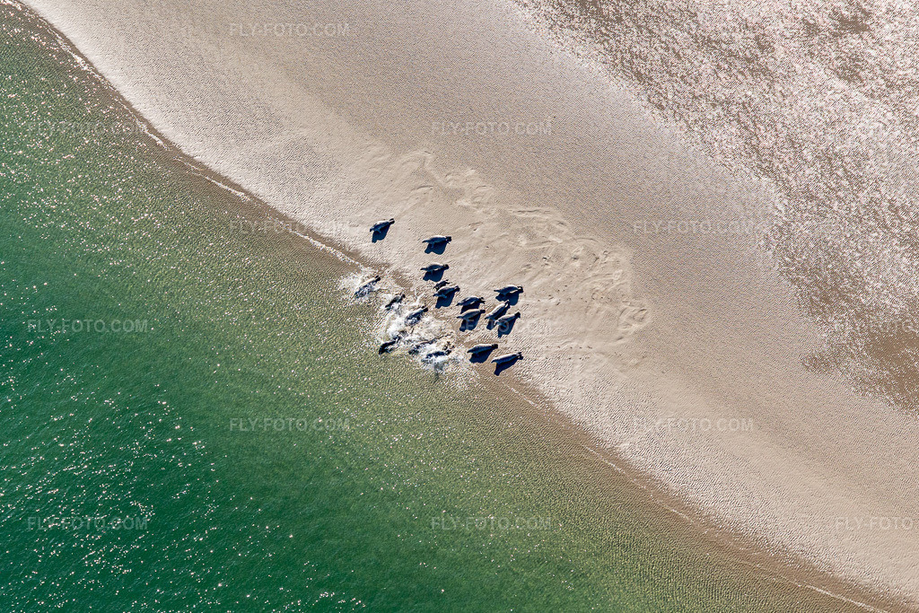 Aerial view: South American sea lions and harbor seals at the tidal channel to the Peter Meyers sandbank in the south of the North Sea island of Fanø in Fanø in the state South Denmark, Denmark.Photo: IMG_118663.jpg taken on 09/21/2019 by Werner Riehm/FLY-FOTO.comResolution of the original: 3836 x 2557 px