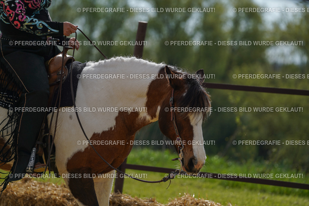 DSC02090 | Pferdegrafie