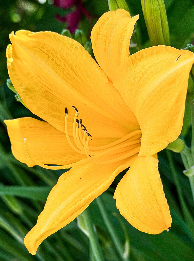 Golden Daylily Bloom | Bright yellow daylily flower captured in natural sunlight with elegant flowing petals and rich botanical textures. A vibrant floral close-up full of summer garden energy and natural color contrast. - Realisiert mit Pictrs.com