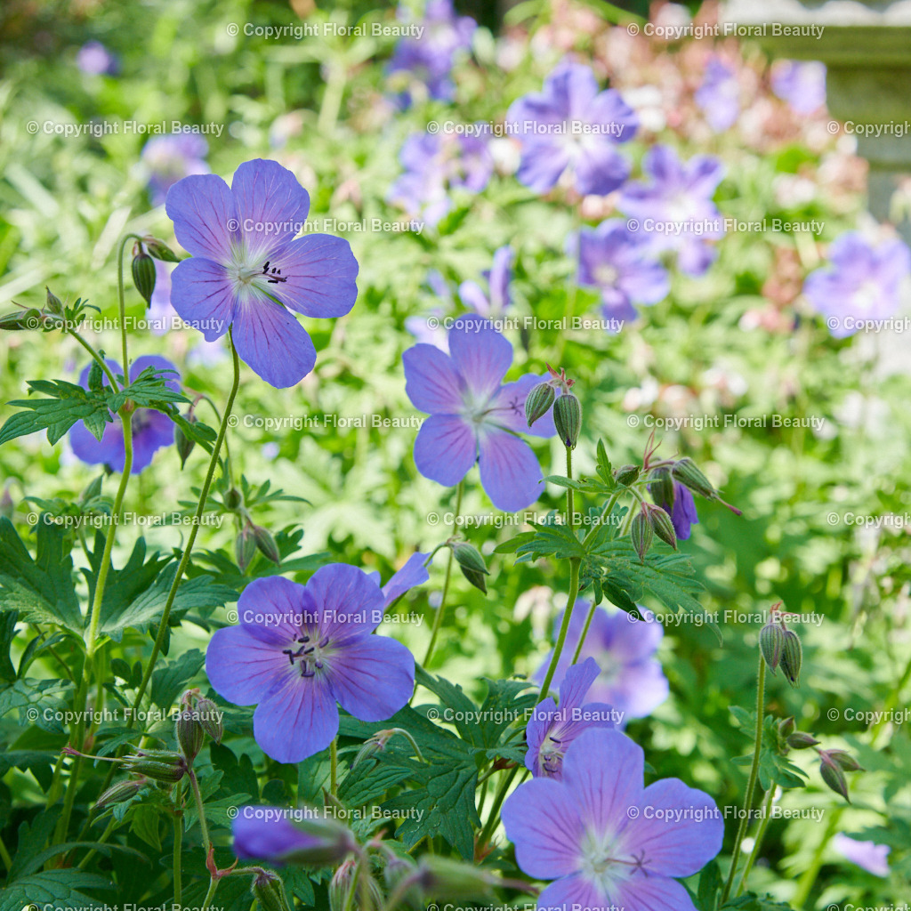 Geranium-pratense-Johnsons-Blue 63 | Blütenmeer vom Geranium in violett. - Realisiert mit Pictrs.com