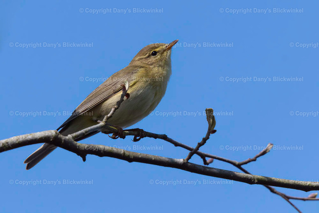 2019125 | Tierfotografie, Tierkalender, Tierbilder, Insekten, Spinnen, Vögel, Schmetterling, Libellen, Leinwand, Colorkey, Qualität, Geschenkartikel, Geschenk - Realisiert mit Pictrs.com
