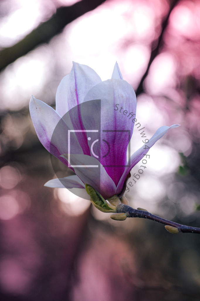 Wandbild Nahaufnahme der Magnolie | Ich bin Fotograf und auf meiner Webseite hast du die Möglichkeit meine fotografie als Wandbilder druckfertig für dein Zuhause zu bestellten. - Realisiert mit Pictrs.com