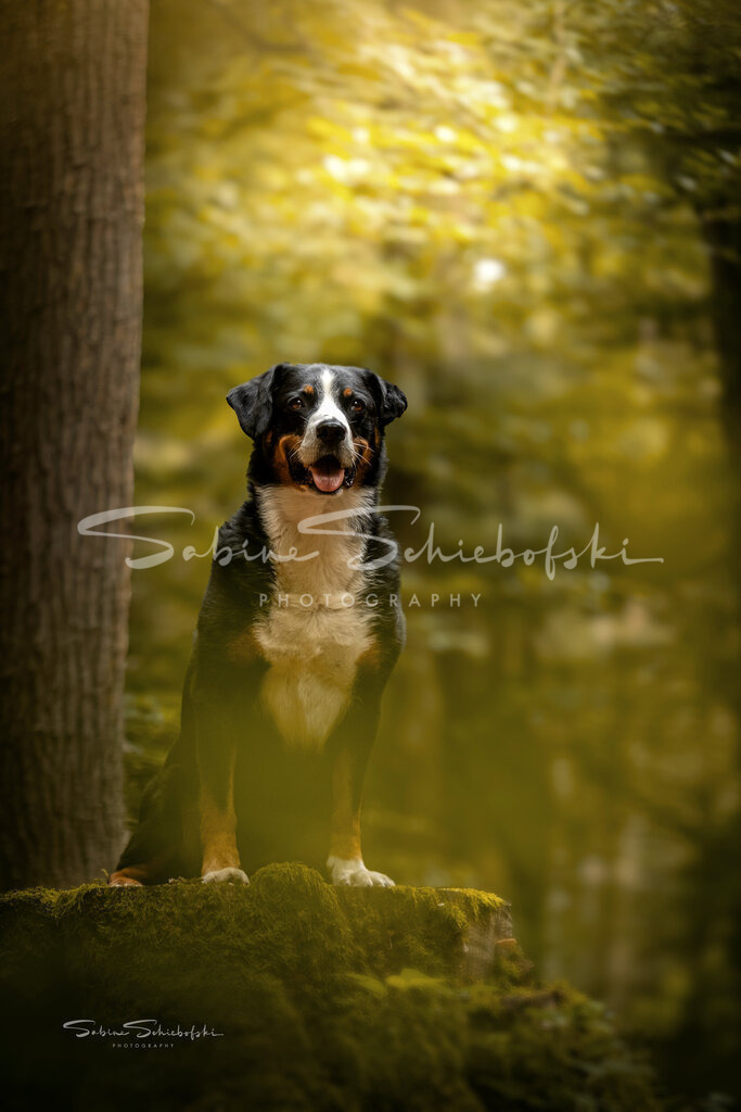 Ebby_DSCF8717 | People- und Tierfotografie, Imageaufnahmen, Veranstaltungsfotografie und Wandbilder aus der Natur ★ Made in Germany ✔️ Druck + Downloads ✔️ Naturfotografie in Top Qualität ★ schneller Versand, weltweite Lieferung! - Realisiert mit Pictrs.com