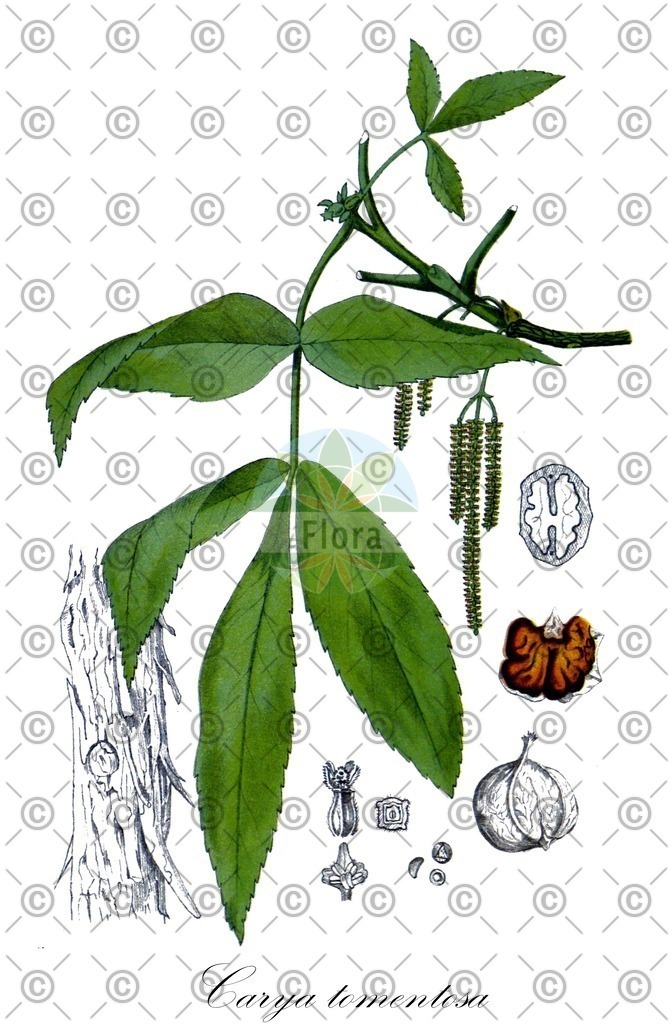 HistAbb_wfo-0000808268_1_ENZY_Simple | Historische Abbildung von Carya tomentosa - Juglandaceae | Historical Illustration of Carya tomentosa - Juglandaceae