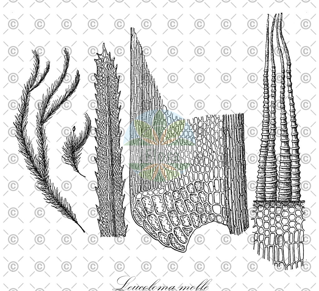 HistAbb_wfo-0000212073_1_ENZY_Simple | Historische Abbildung von Leucoloma molle - Dicranaceae | Historical Illustration of Leucoloma molle - Dicranaceae