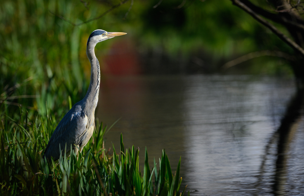 graureiher-2020-063 | Ein Graureiher (Ardea cinerea) hält im morgendlichen Licht an einem Wasserlauf Ausschau nach Beute. - Realisiert mit Pictrs.com