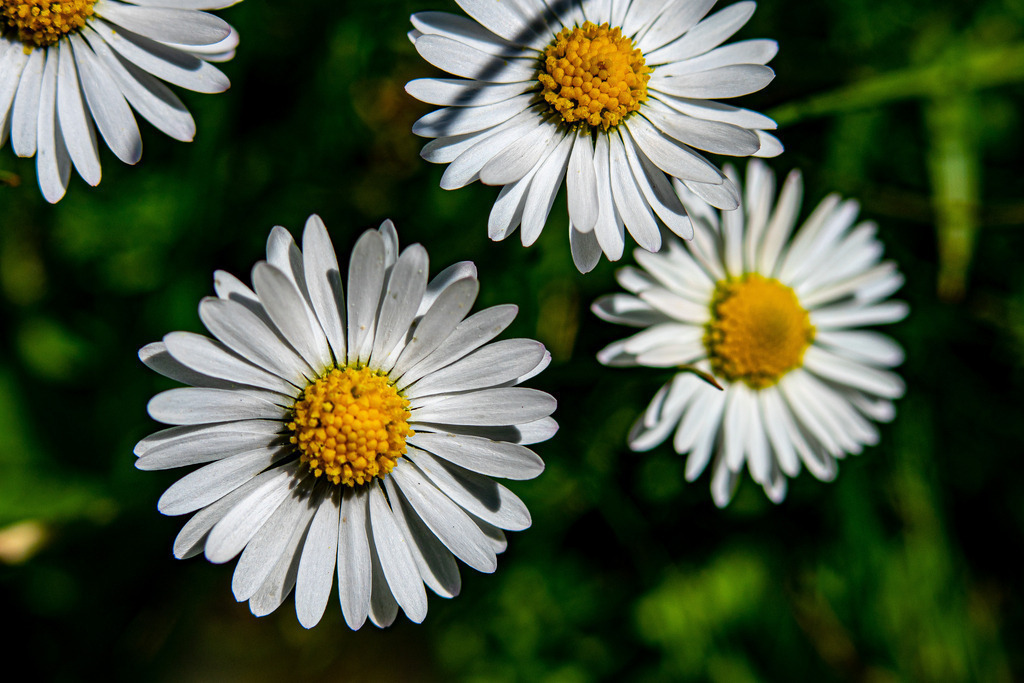 _DSC9604 | <meta name="keywords" content="Bergbilder, Hochzeitsfotografie, Actionshootings, Fotografiearbeiten, Berglandschaften, Naturfotografie">

 - Realisiert mit Pictrs.com