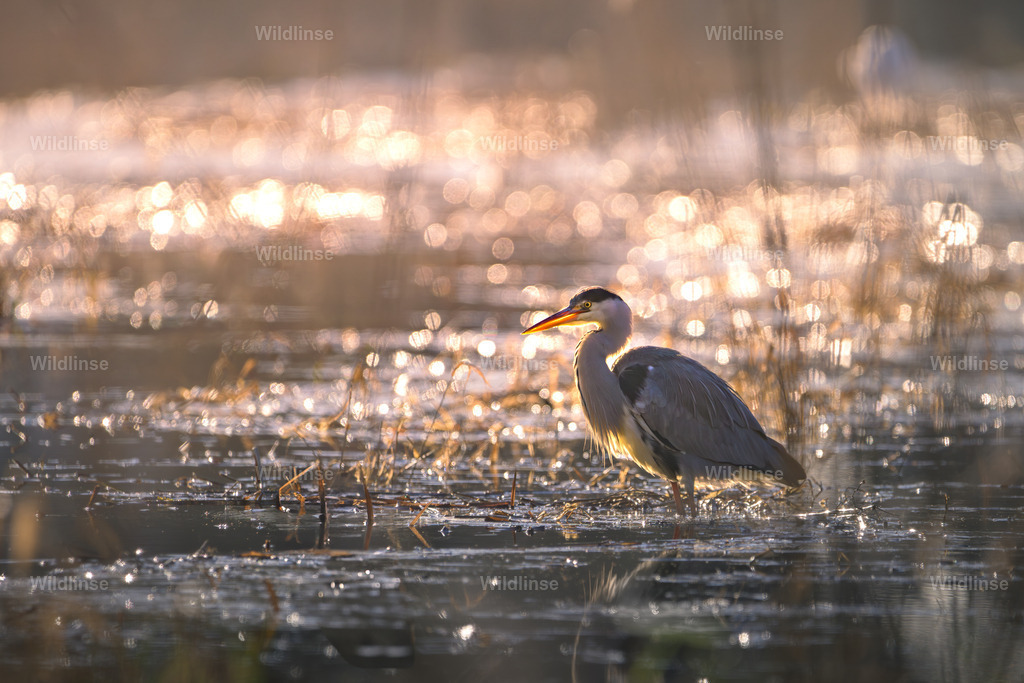 Wildlinse-250112-1 | Willkommen bei Wildlinse. Wildtierfotografien aus Schleswig-Holstein: Entdecke einzigartige Fine-Art-Prints und Poster, die Ruhe, Wildnis und die Schönheit unserer heimischen Tierwelt in dein Zuhause bringen. - Realisiert mit Pictrs.com