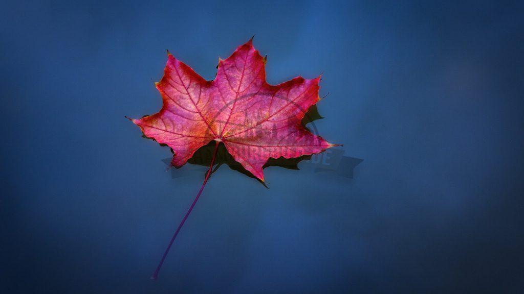 stativkunst-147 | Exklusive Hamburg collagen, tolle Segelbilder und viele weitere tolle Motive auf Leinwand, Poster, Alu-Dibond, u.v.m. findet Ihr bei uns auf hamburgbild.de. Findet Euer Wandbild für Euer Zuhause, Büro oder die  Praxis…. - Realisiert mit Pictrs.com