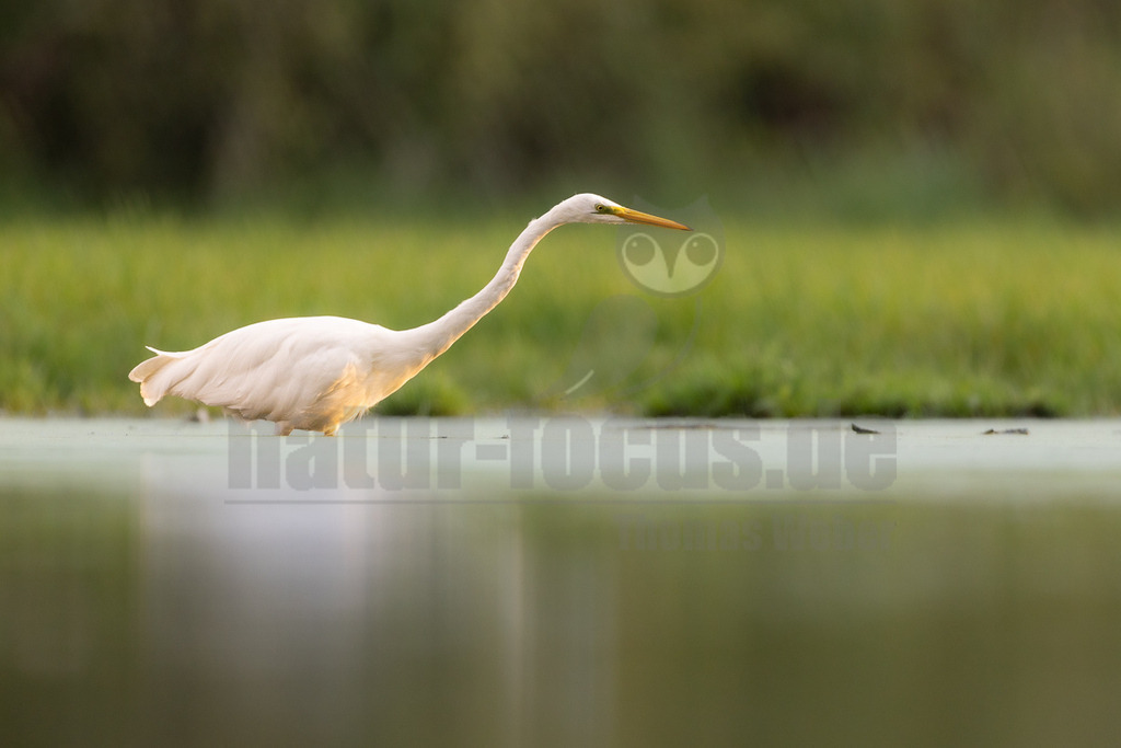 _5M23906_20250905 | Ein eleganter Silberreiher (Ardea alba) steht in flachem Wasser, das teilweise mit grüner Vegetation bedeckt ist. Sein langer, schlanker Hals ist nach vorne gestreckt, und sein gelber Schnabel ist leicht nach unten gerichtet, was auf die Suche nach Nahrung hindeutet. Der Hintergrund ist unscharf und zeigt grüne Pflanzen, die eine natürliche Umgebung bilden. Das Licht fällt von der Seite auf den Vogel und hebt sein weißes Gefieder hervor. - Realisiert mit Pictrs.com