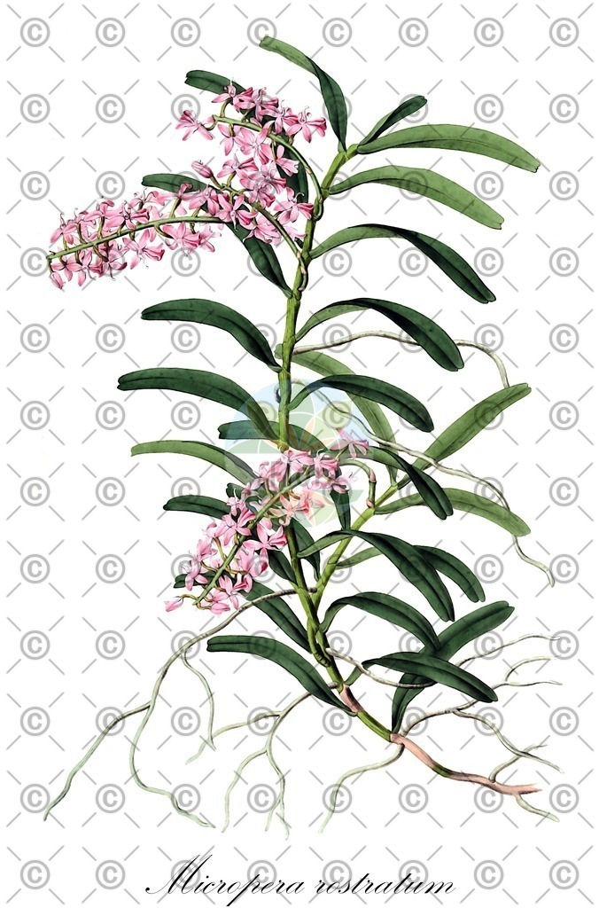 HistAbb_wfo-0000243640_1_ENZY_Simple | Historische Abbildung von Micropera rostratum - Orchidaceae | Historical Illustration of Micropera rostratum - Orchidaceae