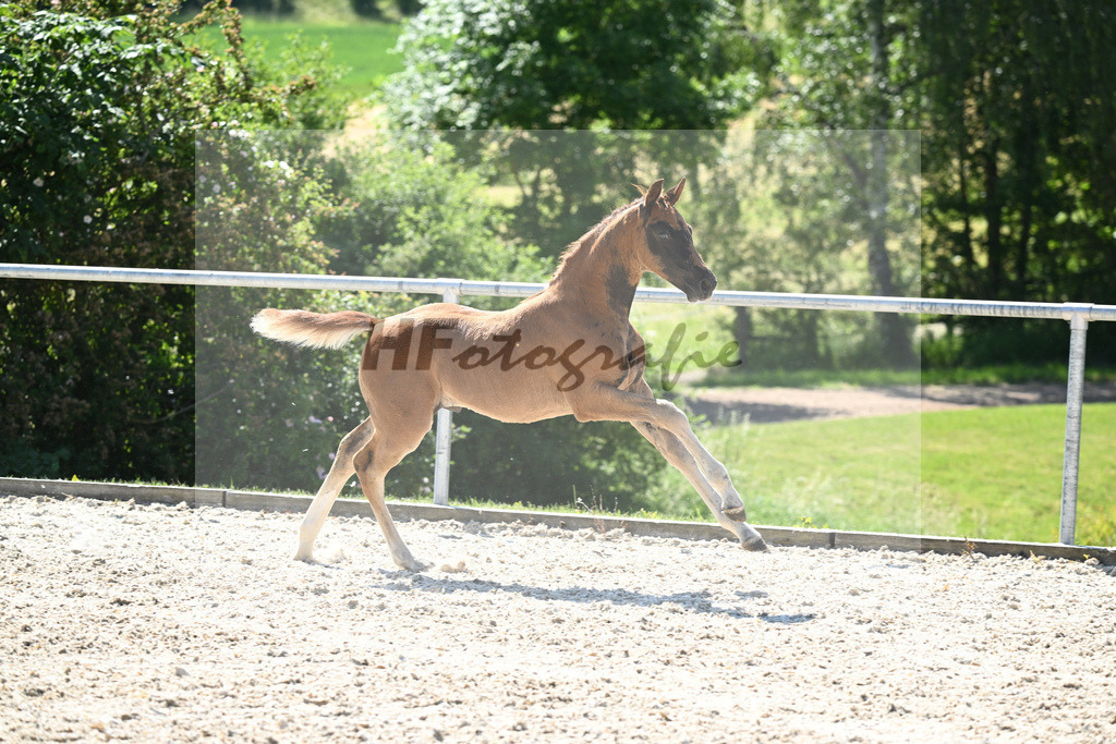Kat-Nr. 7 HF Nechristo_Zimmermann_16230204 | hf-fotografie - Realisiert mit Pictrs.com