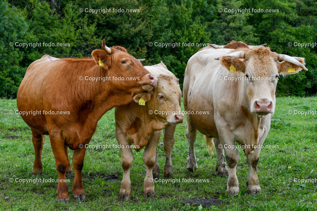 Deutschland_ Baden-Wuerttemberg_ Weilheim an der Teck_ 13.09.2025-3 | 13.09.2025, Deutschland, GER, Baden-Wuerttemberg, Weilheim an der Teck am Fuße der Schwaebischen Alb, im Bild Themenbild, Kuh, Kuehe, Rind, Rinder, Hoerner, Weide, Wiese, Landwirtschaft, Tier, Natur, gruene Wiese, Bauernhof, Ohrmarken, Tierhaltung, Landleben, Sommer, Landschaft, Landwirtschaftsbetrieb, Feature, Symbolbild