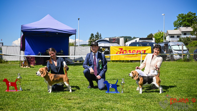 Beagle Club Schweiz  | Beagle Club Schweiz, 45 Jahre in Menziken 2025 Foto: Leo Wyden
