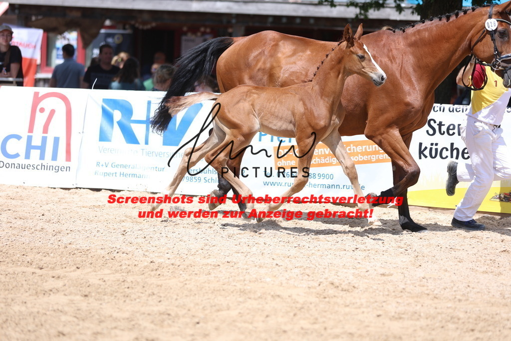 Fohlenschau_Schwäbisch_Hall_springbetonte_Fohlen_KN 28_4 | lmwpictures - Realisiert mit Pictrs.com