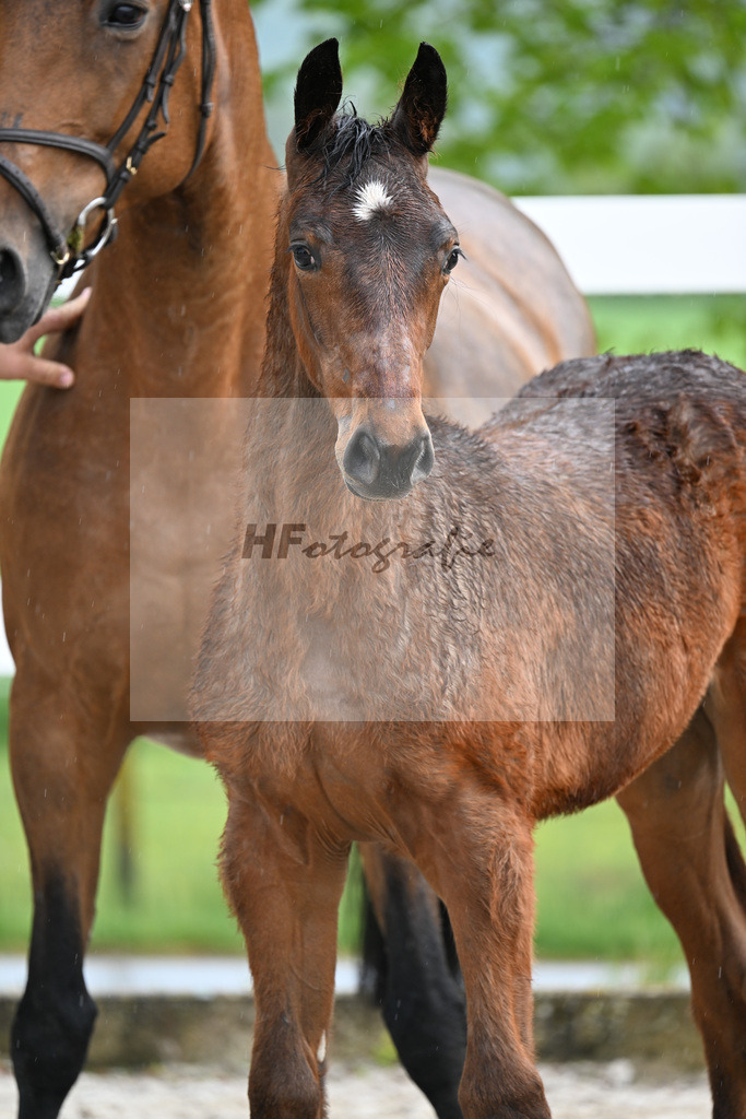 Kat-Nr. 47 SF Chacco Blue x Quo Vados I_Schoenherr_23261686 | hf-fotografie - Realisiert mit Pictrs.com