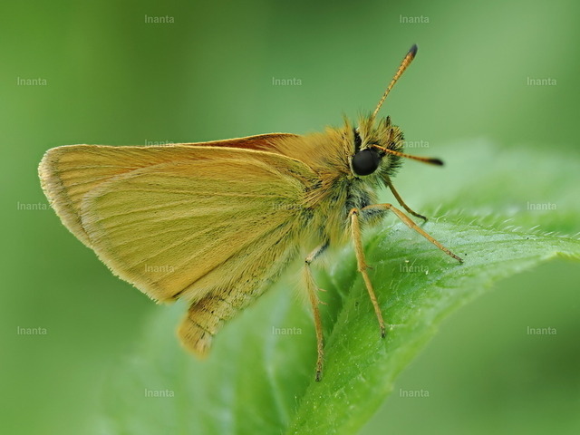 Rostfarbiger Dickkopffalter (Ochlodes sylvanus) | Inanta - Realisiert mit Pictrs.com