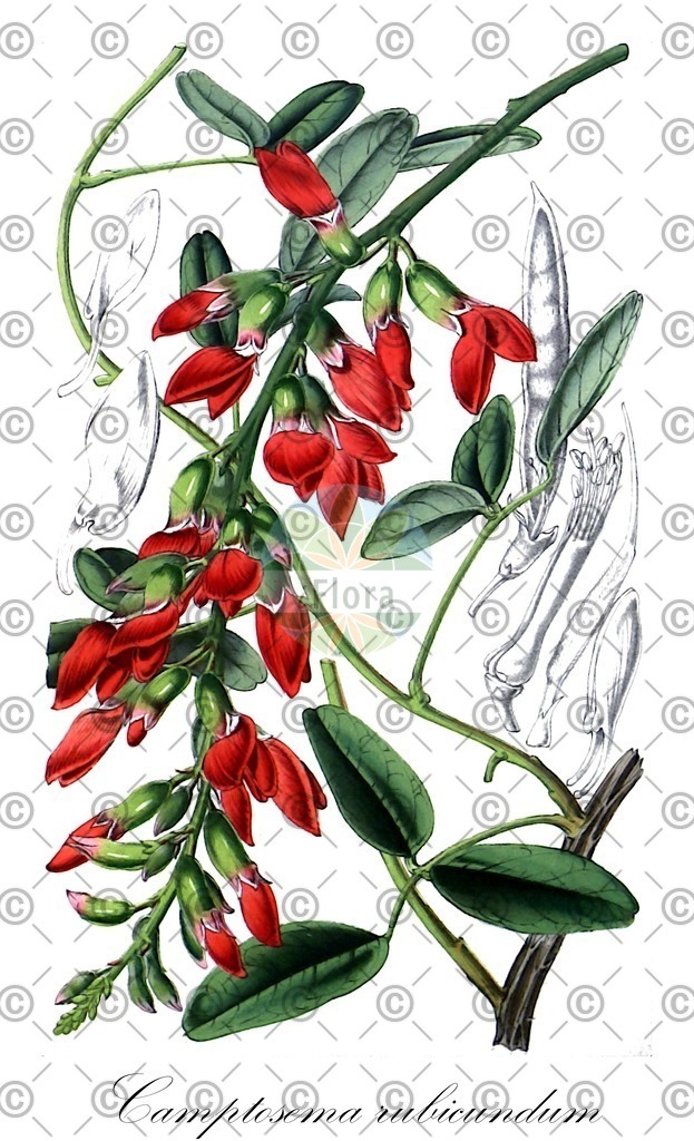 HistAbb_wfo-0000583115_1_ENZY_Simple | Historische Abbildung von Camptosema rubicundum - Fabaceae | Historical Illustration of Camptosema rubicundum - Fabaceae