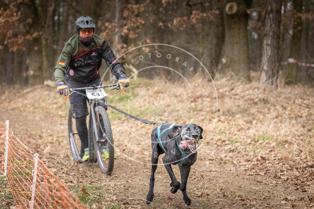 Pfotenfotografie_DV3A1511 | Hundefotografie, Tierfotograf, Pfotenfotografie, Fotoshooting Hund, Hunde Portrait, Hundesport, Hundeportraits, Heideshooting, Hunde, Sportfotograf, Hundefotograf, Turnierhundsport, THS,  - Realisiert mit Pictrs.com