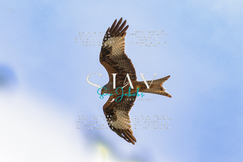 IMG_7805 | s-jay-photography - Realisiert mit Pictrs.com