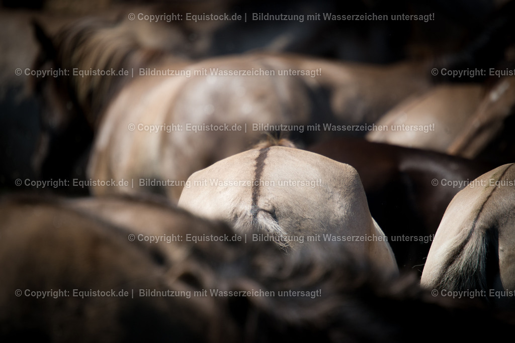 20150711_TOMsPiC_0203 | equistock