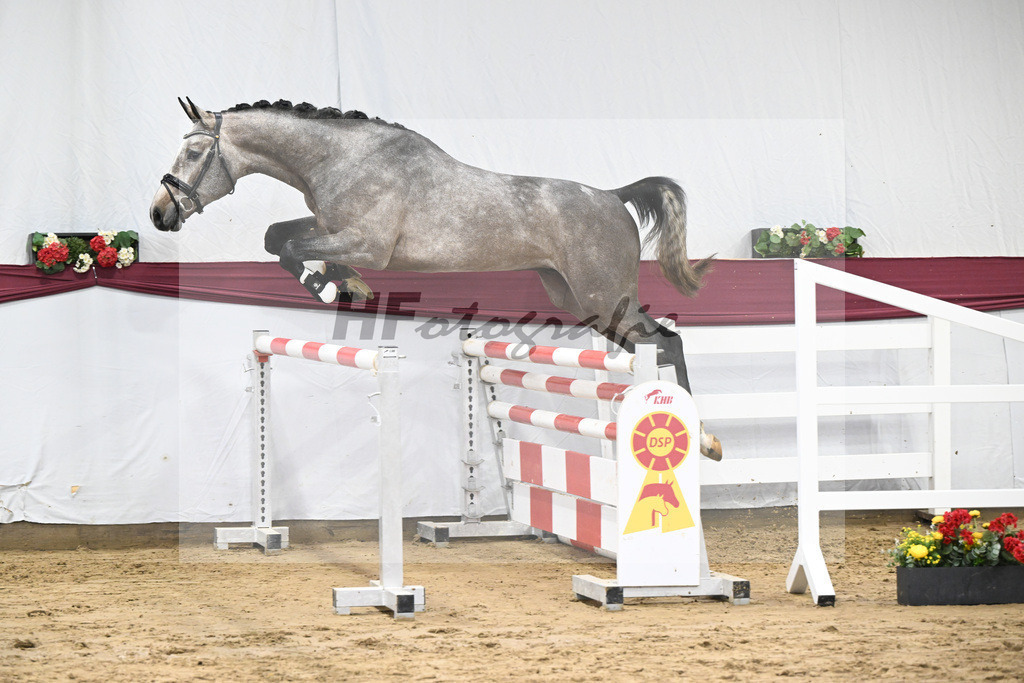 Kat-Nr. 76 Emerald van het Ruytershof x Clarimo_Vogel u Will Equestrian GmbH_47252700 | hf-fotografie - Realisiert mit Pictrs.com