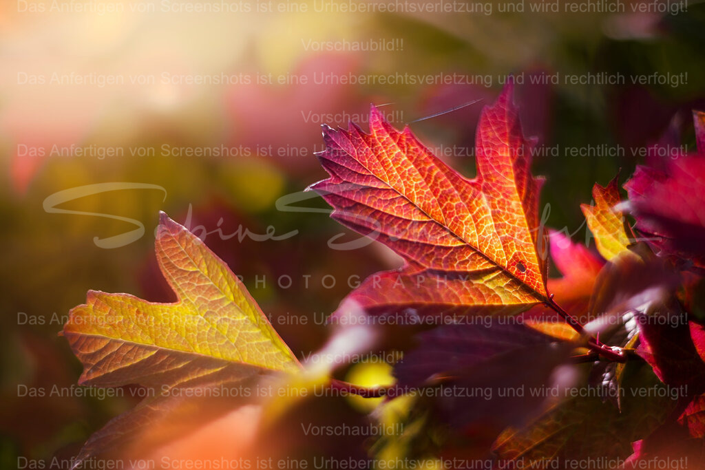 Leuchtender Herbst | People- und Tierfotografie, Imageaufnahmen, Veranstaltungsfotografie und Wandbilder aus der Natur ★ Made in Germany ✔️ Druck + Downloads ✔️ Naturfotografie in Top Qualität ★ schneller Versand, weltweite Lieferung! - Realisiert mit Pictrs.com