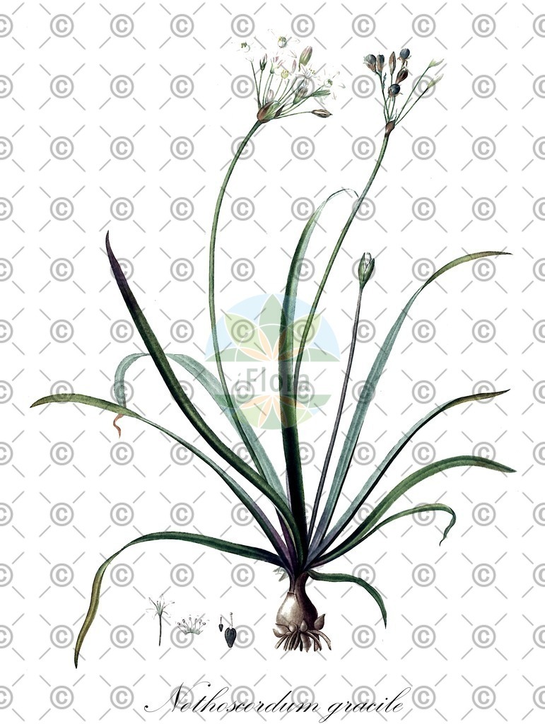 HistAbb_wfo-0000132076_1_ENZY_Simple | Historische Abbildung von Nothoscordum gracile - Amaryllidaceae | Historical Illustration of Nothoscordum gracile - Amaryllidaceae