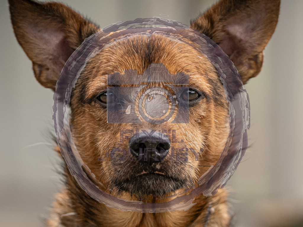 Smooth | Fotograf, Fotografin, Portraitfotograf, Kunstfotograf, Fotoshop Fineart, Fotoshop Kunstfotografie, Fotos kaufen, Pixeljourney, Doreen Riedel, Natur, Tiere, Architektur, Kunst, Makro