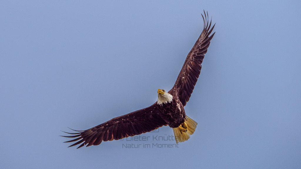 P1628464-LR | Natur im Moment - Realisiert mit Pictrs.com