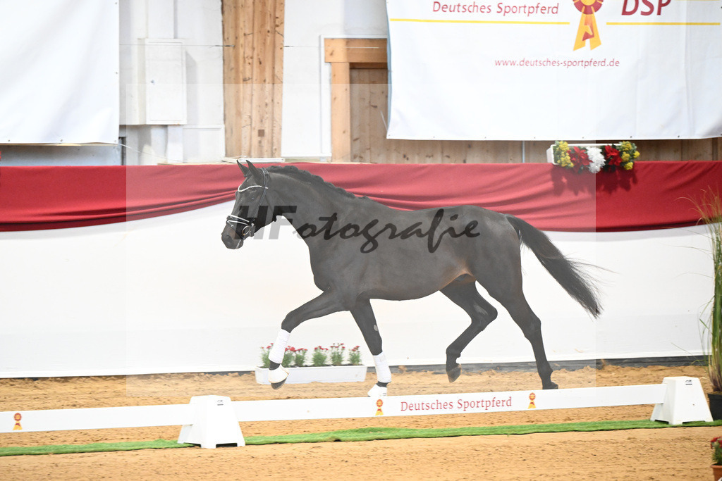 Kat-Nr. 37 Jovian x Lord Sinclair I_Meyer_43231951 | hf-fotografie - Realisiert mit Pictrs.com