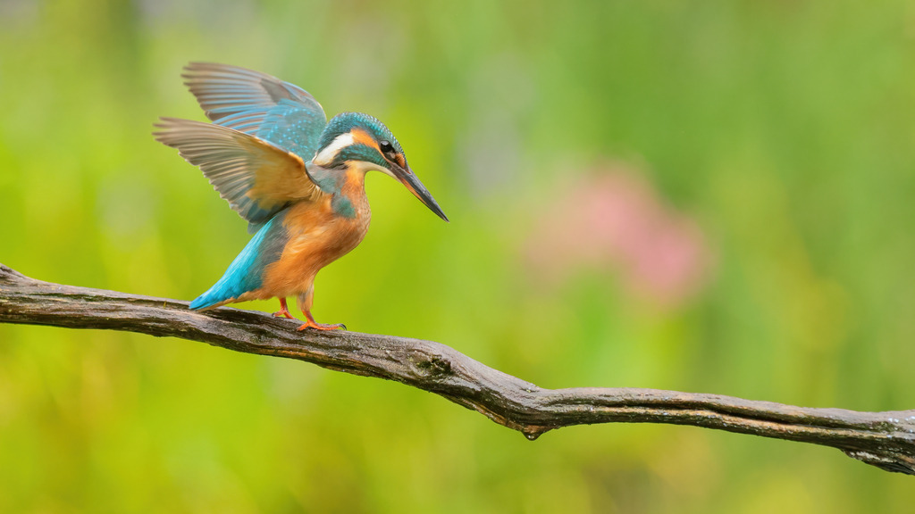 Wandbild - Eisvogel: Farbenfroher Wächter der Gewässer | Dieses lebendige Bild zeigt einen farbenfrohen Eisvogel, der auf einem Ast sitzt. Der Vogel hat seine Flügel halb geöffnet, als ob er sich gerade auf den Abflug vorbereitet oder sich ausbalanciert. Sein auffälliges Gefieder in Blau- und Orangetönen leuchtet intensiv und kontrastiert wunderbar mit dem unscharfen, grünen Hintergrund, der aus dichtem Laub besteht. Die Detailtreue des Vogels und die zarte Unschärfe des Hintergrunds schaffen ein dynamisches und zugleich harmonisches Gesamtbild.
