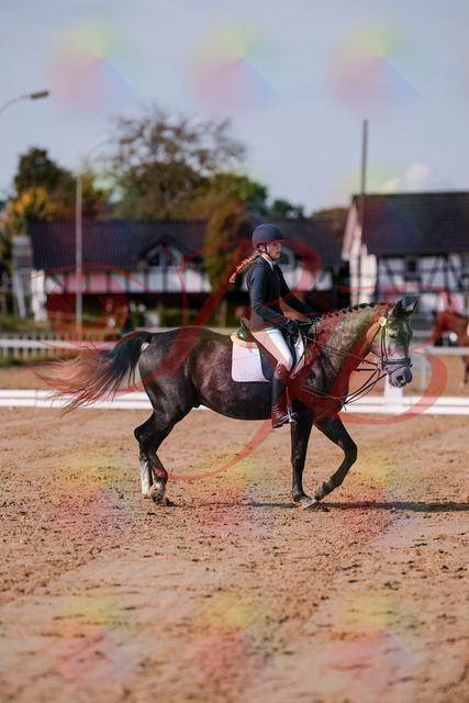 2026_10_03_Siefer-Hof_120334_Z81_05102651 | Professionelle Reitsport-, Turnier- und Eventfotografie von Robert Broda. Galerien mit ausgewählten und bearbeiteten Bildern direkt online ansehen und bestellen.