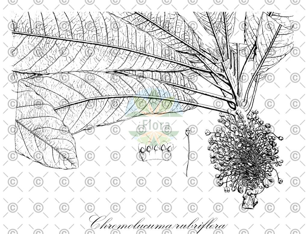 HistAbb_7NSSZ_1_ENZY_Simple | Historische Abbildung von Chromolucuma rubriflora - Sapotaceae | Historical Illustration of Chromolucuma rubriflora - Sapotaceae