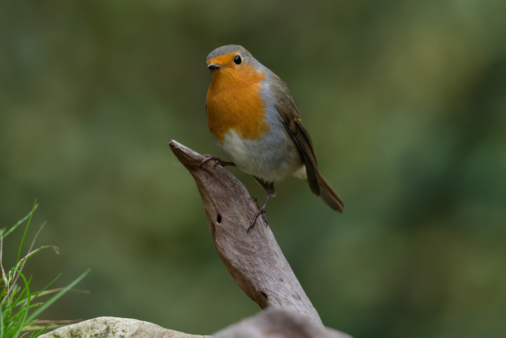 Rotkehlchen auf altem Ast – Detailaufnahme in natürlicher Umgebung | Eine klassische und detailreiche Aufnahme eines Europäischen Rotkehlchens (Erithacus rubecula), das auf einem trockenen Ast oder Wurzelstück sitzt. Der kleine, mutige Singvogel zeigt sein charakteristisches leuchtendes oranges Brustgefieder und seine grauen Seiten. Das Rotkehlchen blickt direkt in die Kamera, während der Hintergrund durch ein weiches, grünes Bokeh unscharf gehalten wird, wodurch der Fokus vollständig auf dem Vogel liegt. Dieses Bild strahlt Ruhe und Natürlichkeit aus und ist ideal für Vogelbeobachtung, Naturfotografie, Gartenthemen, Tierdokumentationen und die Darstellung der einheimischen Wildnis.