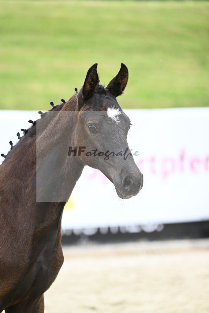 Kat-Nr. 12 SF DSP Feliciano_Winklmaier_17230169 | hf-fotografie - Realizzato con Pictrs.com
